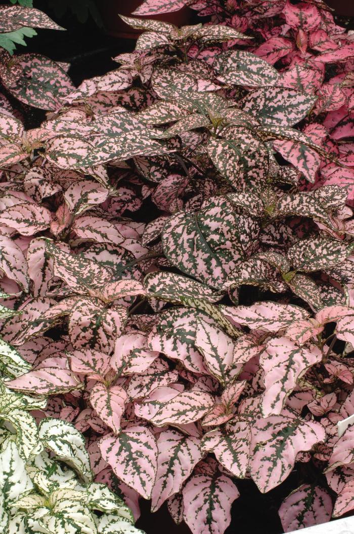 Splash 'Pink' - Hypoestes phyllostachya (Polka Dot Plant) from Roots Garden Center Inc