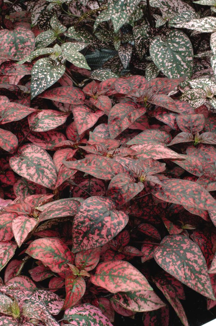 Splash 'Red' - Hypoestes phyllostachya (Polka Dot Plant) from Roots Garden Center Inc