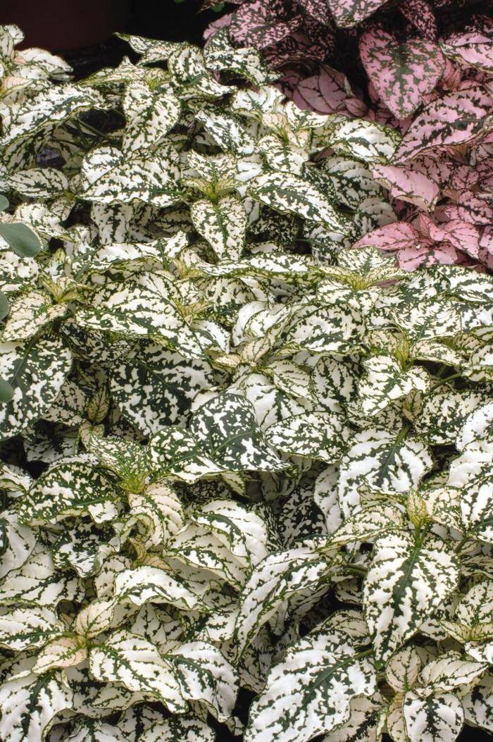 Splash Select™ 'White' - Hypoestes phyllostachya (Polka Dot Plant) from Roots Garden Center Inc