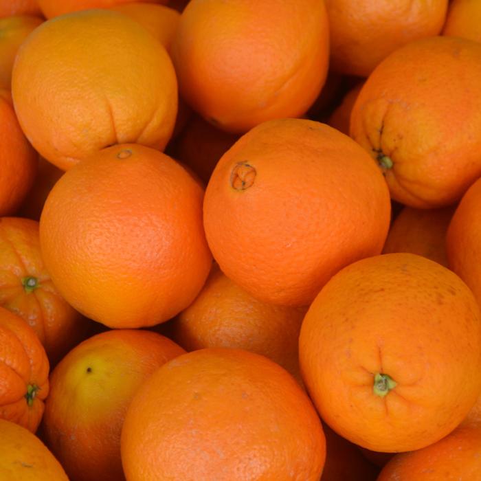 Navel Orange - Citrus sinensis from Roots Garden Center Inc