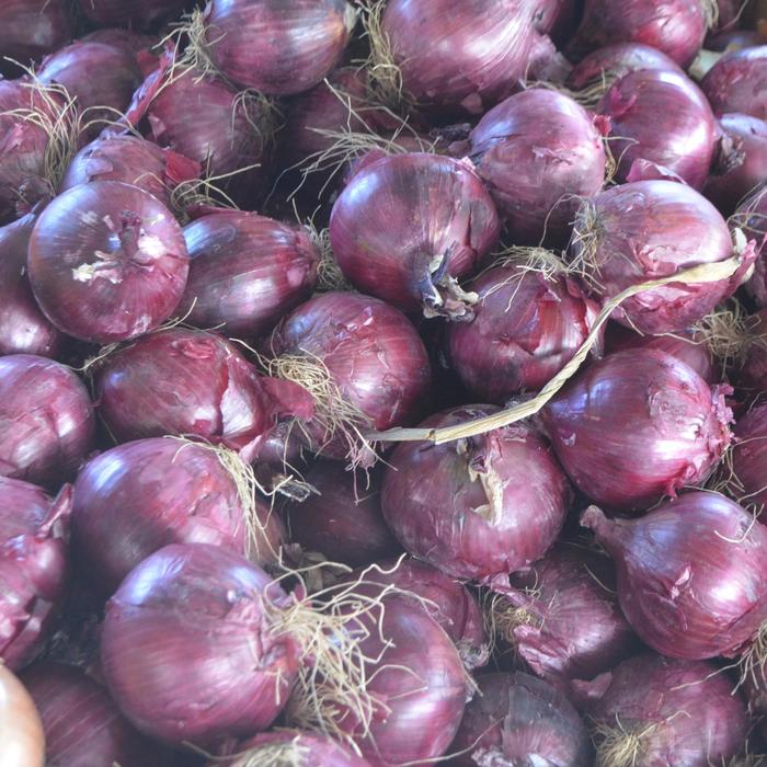 Red Sweet Onion - Allium cepa from Roots Garden Center Inc