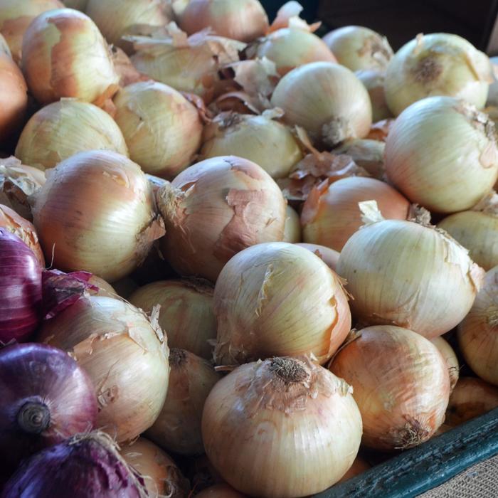 1015Y Texas SuperSweet - Allium cepa from Roots Garden Center Inc