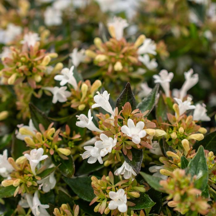 Apple Perfection™ - Abelia from Roots Garden Center Inc