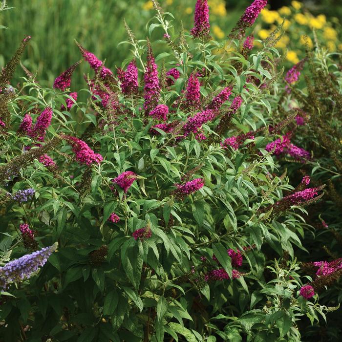 'CranRazz' Butterfly Bush - Buddleia 'CranRazz' from Roots Garden Center Inc