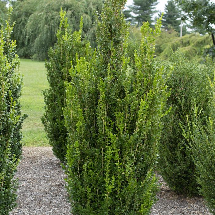 'Highlander' - Buxus x from Roots Garden Center Inc