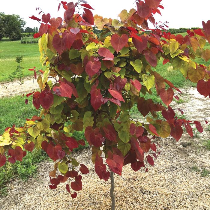 'Flame Thrower®' Redbud - Cercis canadensis from Roots Garden Center Inc