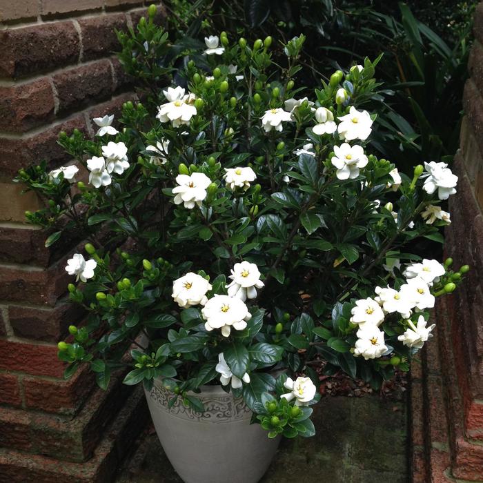'Buttons' - Gardenia jasminoides from Roots Garden Center Inc
