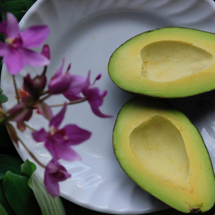 Avocado Joey - Persea americana from Roots Garden Center Inc