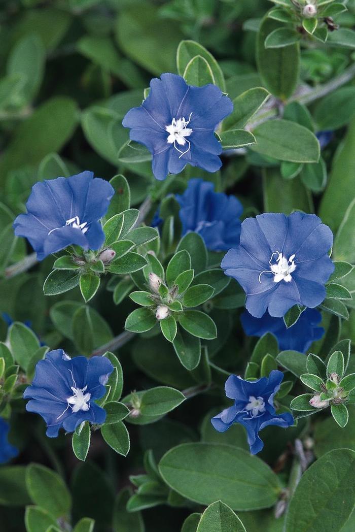 'Blue Daze' Blue Daze - Evolvulus nuttallianus from Roots Garden Center Inc