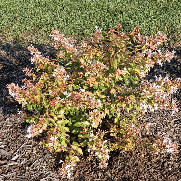 Peach Perfection® - Abelia hybrid 'SRPabeper' PP30954 from Roots Garden Center Inc