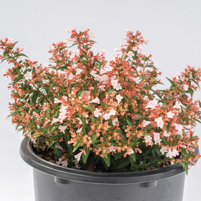 Bloomables® Raspberry Perfection™ - Abelia chinensis 'Abesrpras' PP33516 from Roots Garden Center Inc