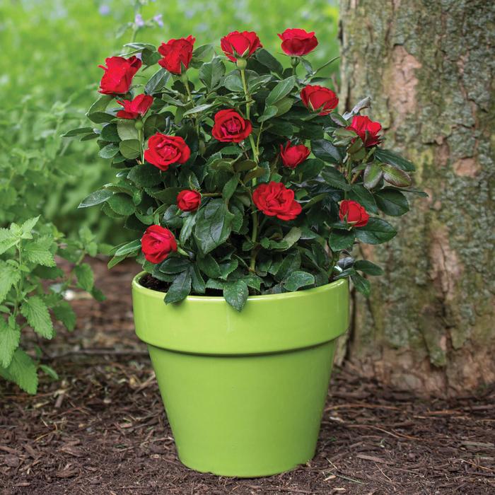 Petite Knock Out® - Rose from Roots Garden Center Inc