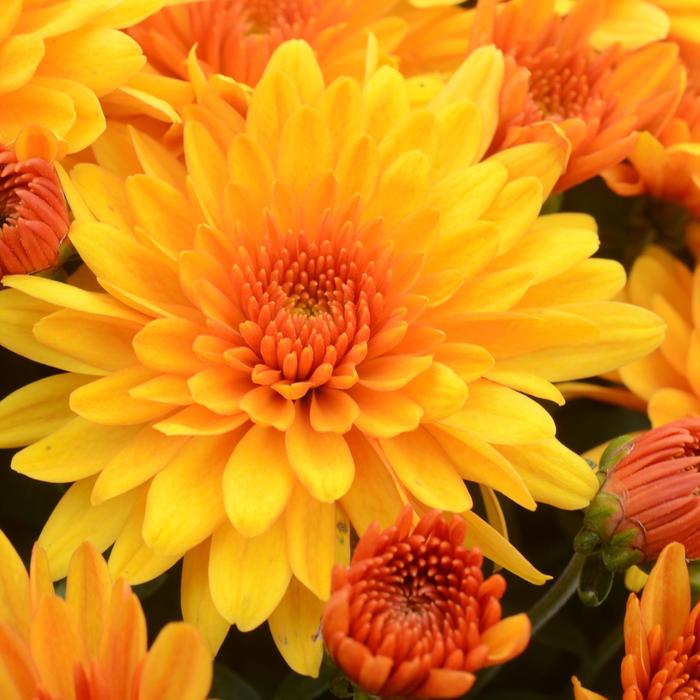 Fireglow Bronze Garden Mum - Chrysanthemum grandiflorum ''Fireglow Bronze'' (Garden Mum) from Roots Garden Center Inc