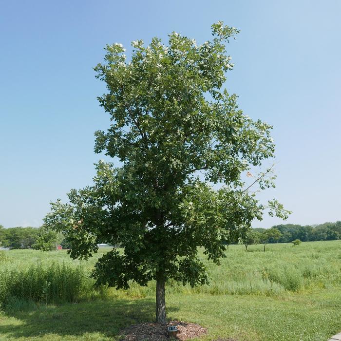 Bur Oak - Quercus macrocarpa from Roots Garden Center Inc