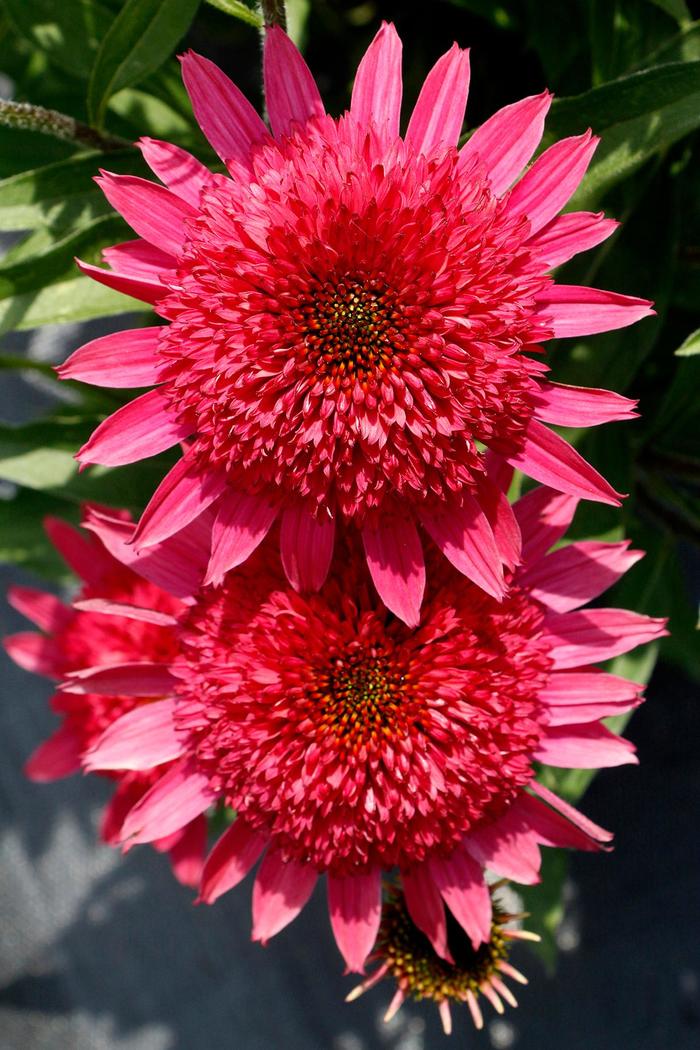 'Giddy Pink' - Echinacea hybrid from Roots Garden Center Inc