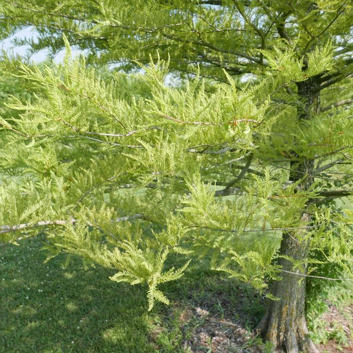 Bald Cypress - Taxodium distichum from Roots Garden Center Inc
