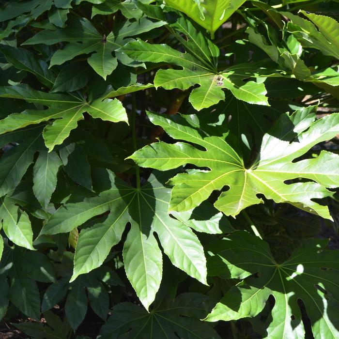 Japanese Aralia - Fatsia japonica from Roots Garden Center Inc