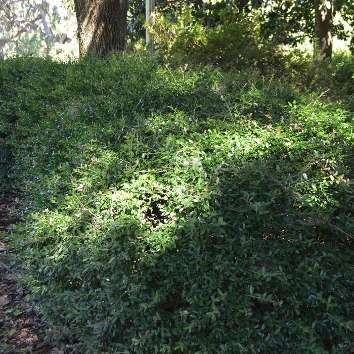 'Nana' Dwarf Yaupon Holly - Ilex vomitoria from Roots Garden Center Inc