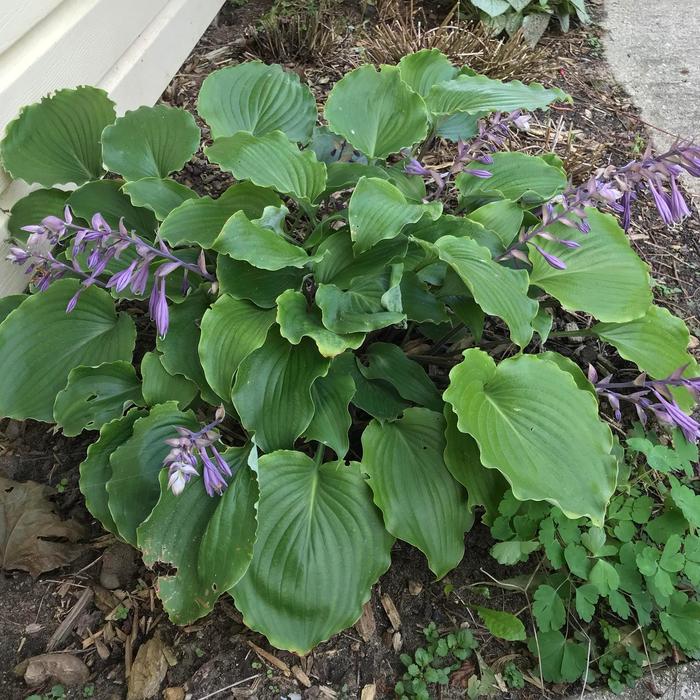 Plantain Lily - Hosta 'Marilyn Monroe' from Roots Garden Center Inc