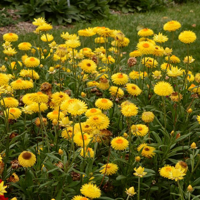 'Granvia Gold' Strawflower - Bracteantha bracteata from Roots Garden Center Inc