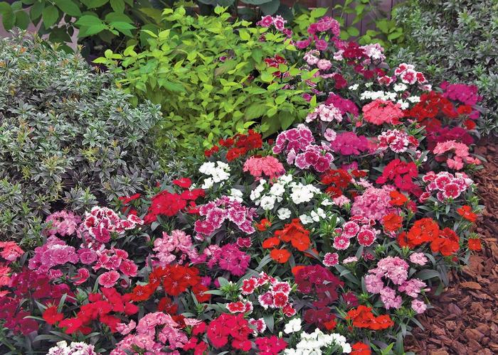 Dianthus - Dianthus chinensis x barbatus from Roots Garden Center Inc