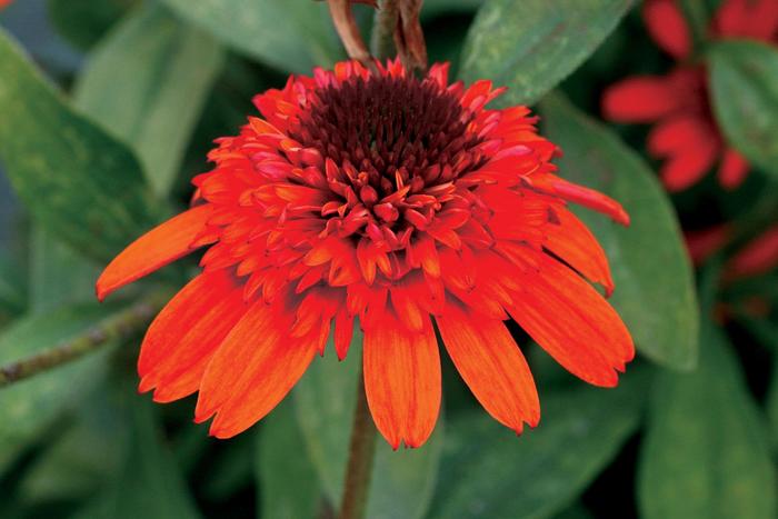 'Moab Sunset' - Echinacea hybrida from Roots Garden Center Inc