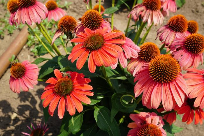 Sombrero® 'Tango Tangerine' - Echinacea (Coneflower) from Roots Garden Center Inc