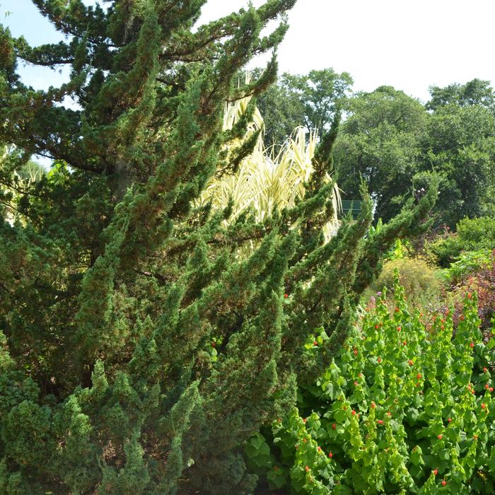 'Torulosa™' Hollywood Juniper - Juniperus chinensis from Roots Garden Center Inc