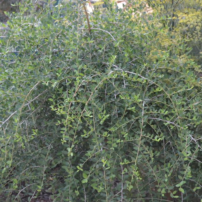 'Pendula' Weeping Yaupon Holly - Ilex vomitoria from Roots Garden Center Inc