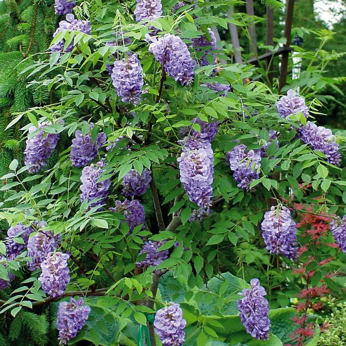 ''Amethyst Falls'' American Wisteria - Wisteria frutescens from Roots Garden Center Inc
