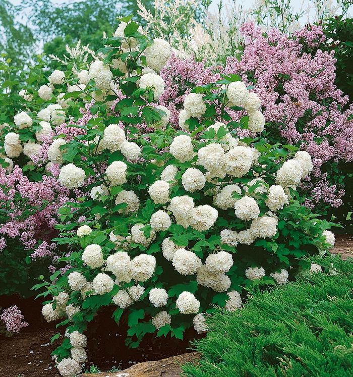 Chinese Snowball Viburnum - Viburnum macrocephalum from Roots Garden Center Inc