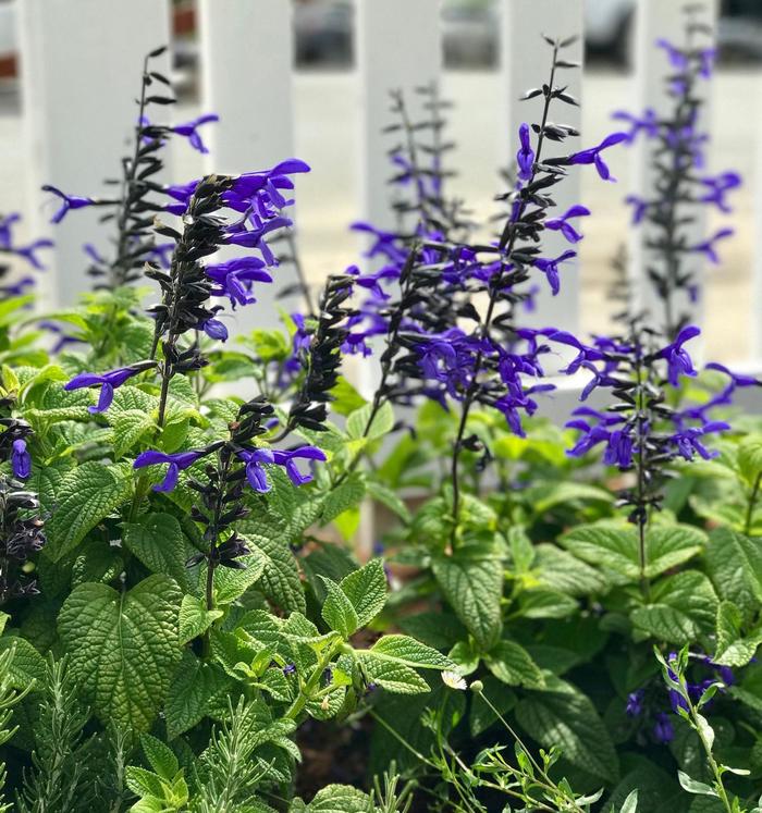 Black And Blue Salvia - Salvia guaranitica from Roots Garden Center Inc