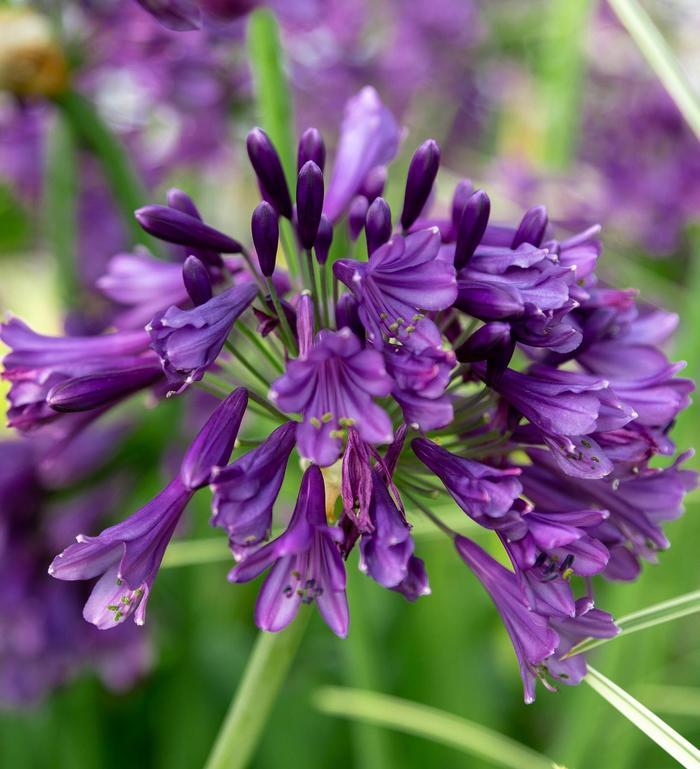'Ever Amethyst™' African Lily - Agapanthus from Roots Garden Center Inc