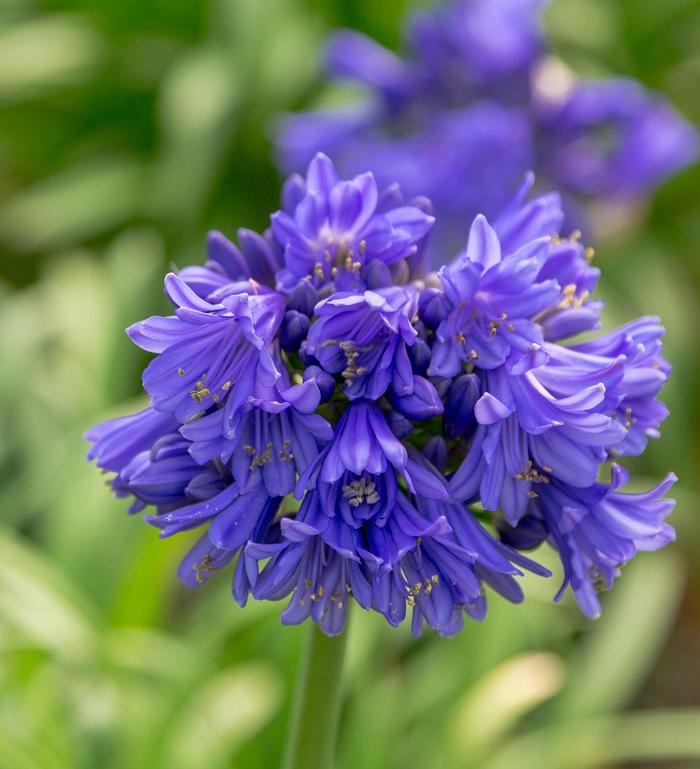 'Ever Midnight™' African Lily - Agapanthus from Roots Garden Center Inc