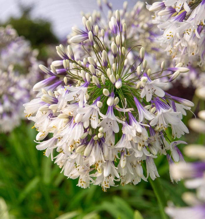 'Ever Twilight™' African Lily - Agapanthus from Roots Garden Center Inc