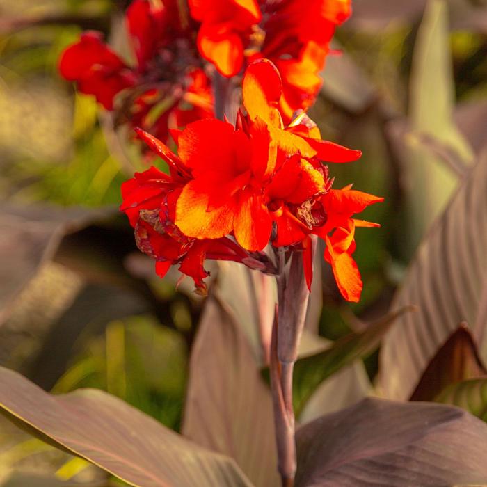 Cannova® 'Bronze Scarlet' - Canna x generalis (Canna Lily) from Roots Garden Center Inc