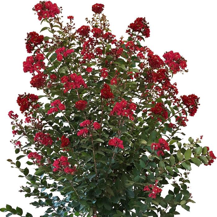 Colorama™ 'Scarlet' - Lagerstroemia (Crape Myrtle) from Roots Garden Center Inc