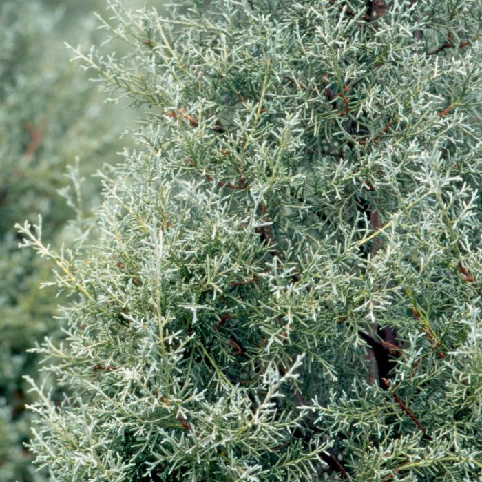 'Carolina Sapphire' Arizona Cypress - Cupressus arizonica from Roots Garden Center Inc