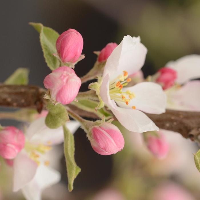 'Pink Lady®' Apple - Malus domestica from Roots Garden Center Inc