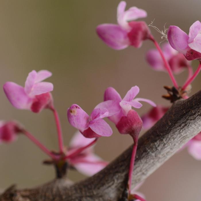 'Pink Heartbreaker' - Cercis canadensis (Redbud) from Roots Garden Center Inc