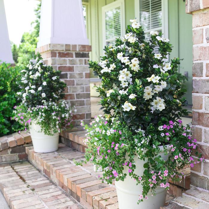 Diamond Spire® Gardenia - Gardenia x 'Leefive' from Roots Garden Center Inc