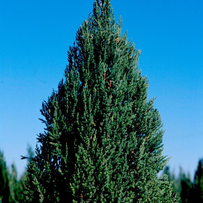 'Blue Point' Chinese Juniper - Juniperus chinensis from Roots Garden Center Inc