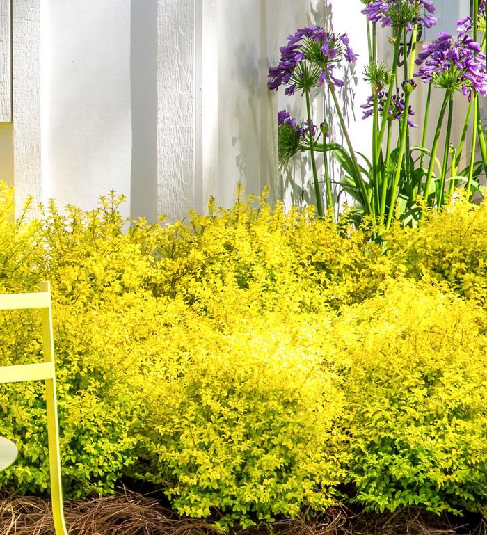 'Sunshine' Chinese Privet - Ligustrum sinense from Roots Garden Center Inc