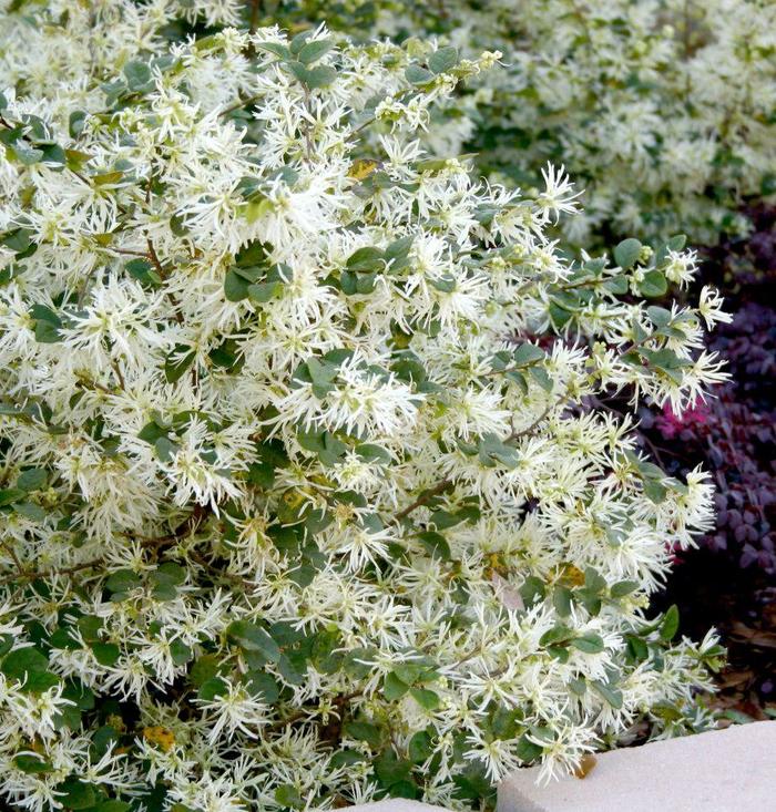 'Emerald Snow®' Chinese Fringe-flower - Loropetalum chinense from Roots Garden Center Inc