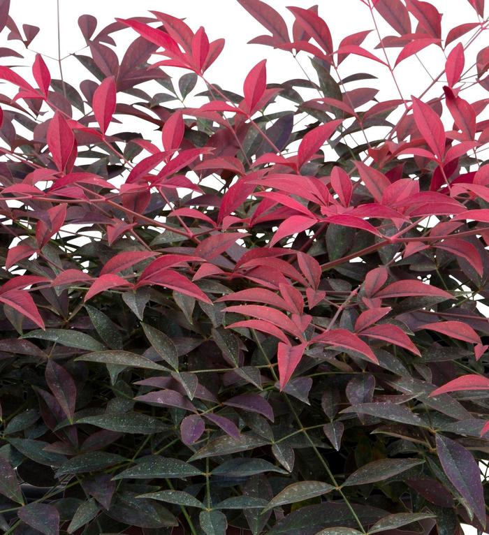 'Flirt™' Heavenly Bamboo - Nandina domestica from Roots Garden Center Inc