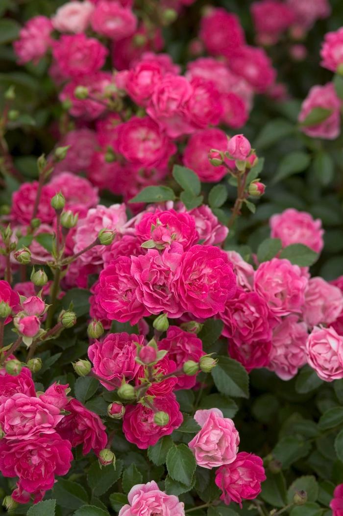 Easy Elegance® Little Mischief Rose - Rosa 'BAIief' from Roots Garden Center Inc