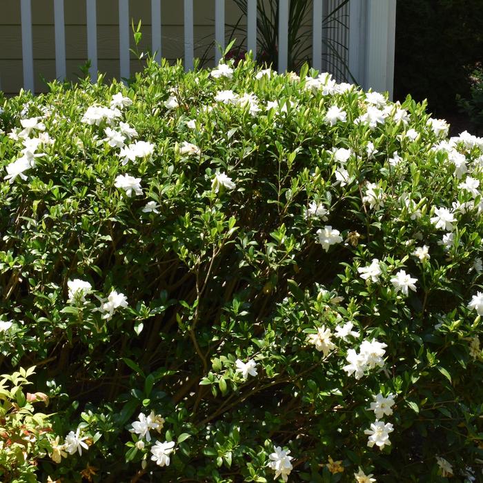 Gardenia - Gardenia from Roots Garden Center Inc
