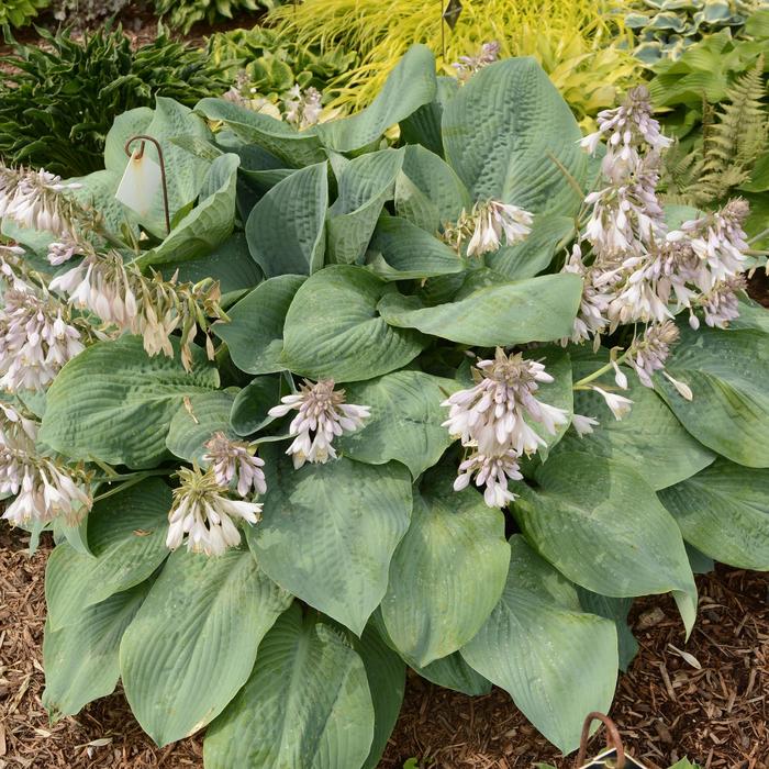 'Blue Mammoth' Plantain Lily, Hosta - Hosta from Roots Garden Center Inc