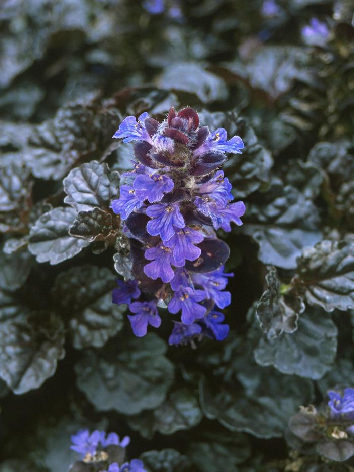 Walberton's® 'Black Scallop' - Ajuga reptans PP15815 (Bugleweed) from Roots Garden Center Inc