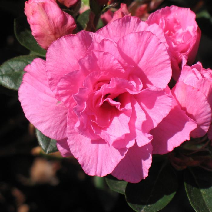 Walberton's® 'Pink Ruffles' - Rhododendron (Azalea) from Roots Garden Center Inc